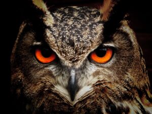 WHO: Web Host Owls